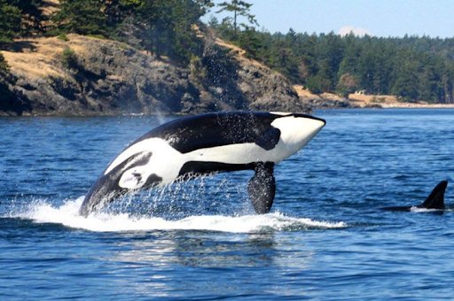 San Juan Whale Watching Tour, Seattle