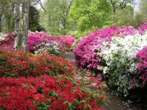 Exotic Flowers at the Isabella Plantation