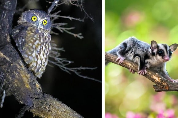 Sugar Glider and Morepork owls in Night safari