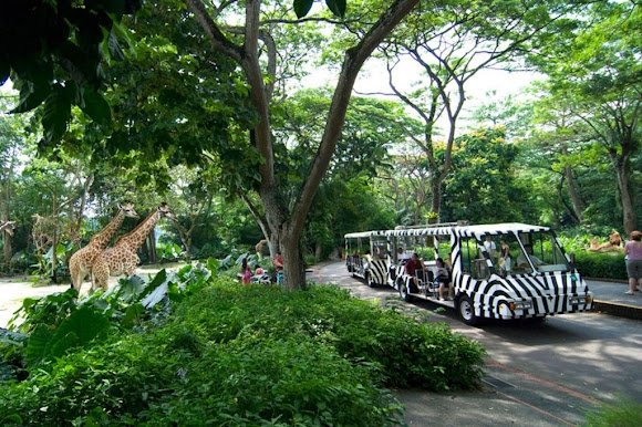 Open bus and tram ride