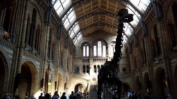 Top treasures in the natural history museum