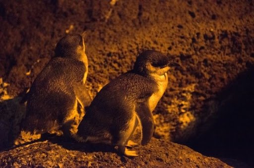 Penguins at St. Kilda in Melbourne