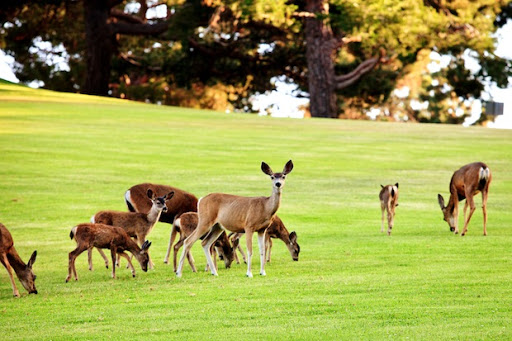 Deer Spotting in the Grasslands