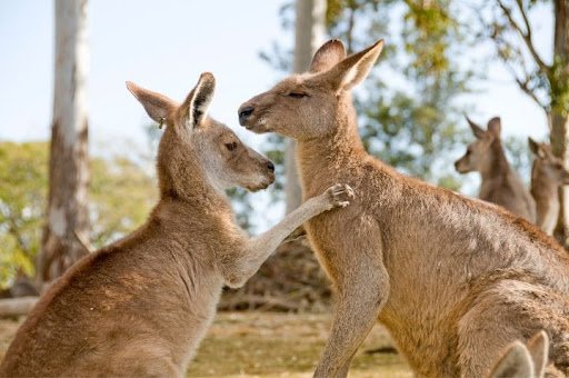 Wildlife in Brisbane