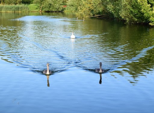 milton-keynes-ducks