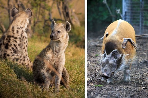 Red river hogs and Hyenas