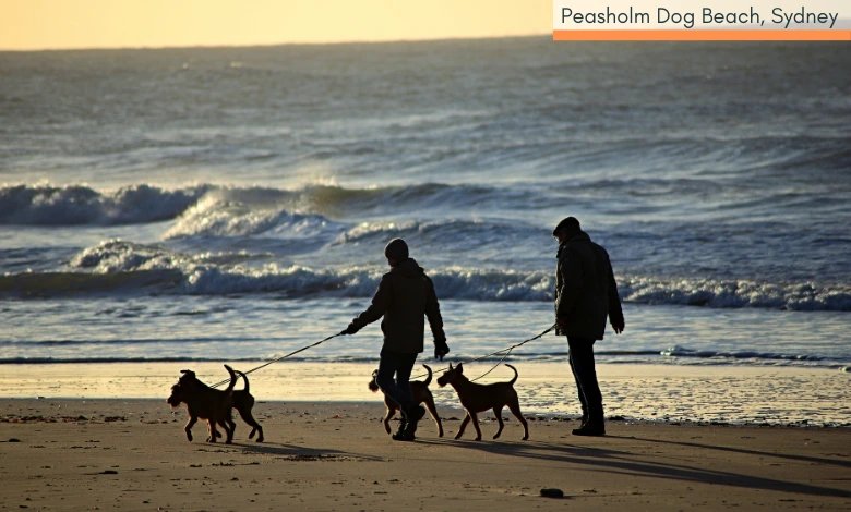 Peasholm Dog Beach in Sydney