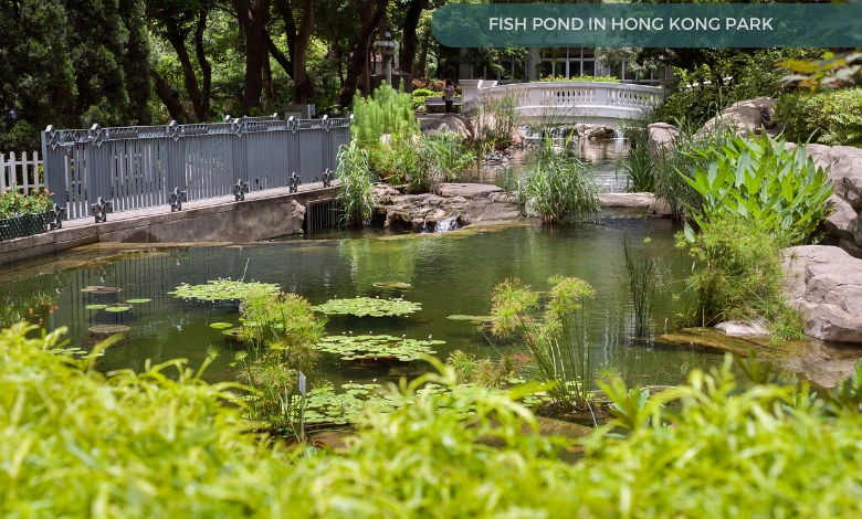 Fish Pond in Hong Kong Park
