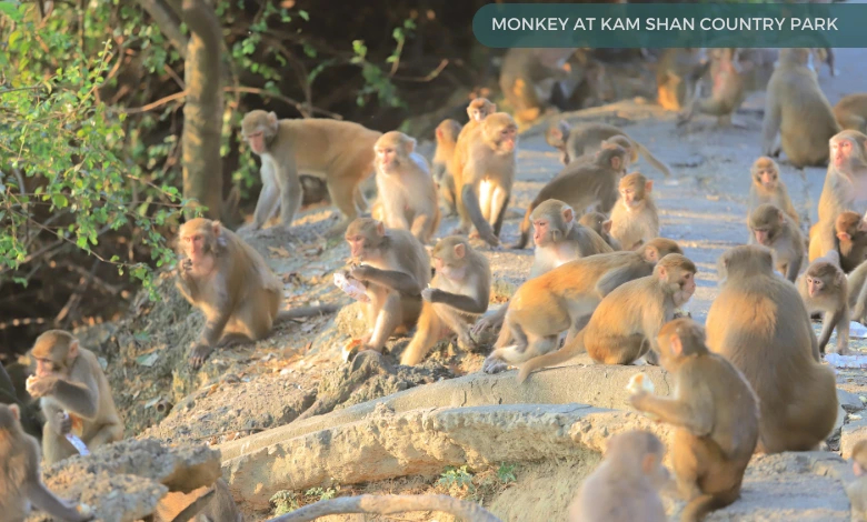 Monkey at Kam Shan Country Park