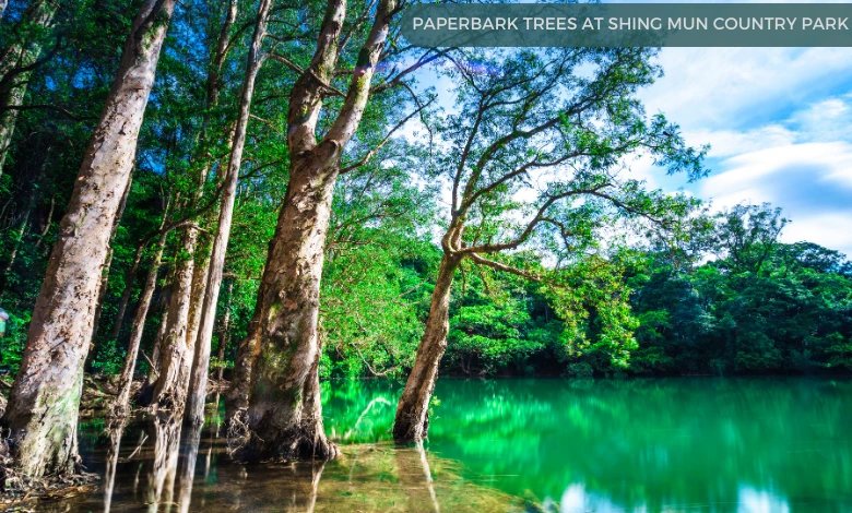 Paperbark trees at Shing Mun Country Park