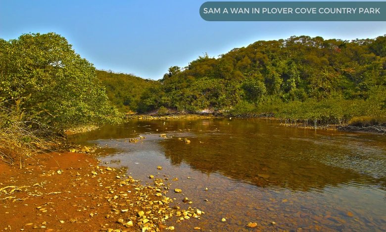 Sam A Wan in Plover Cove country Park