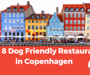 Top 8 Dog-Friendly Restaurants in Copenhagen