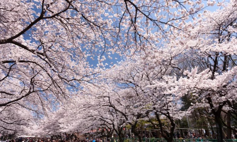 Ueno Park