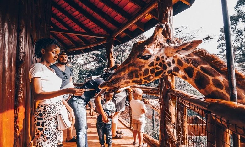 Giraffe Centre