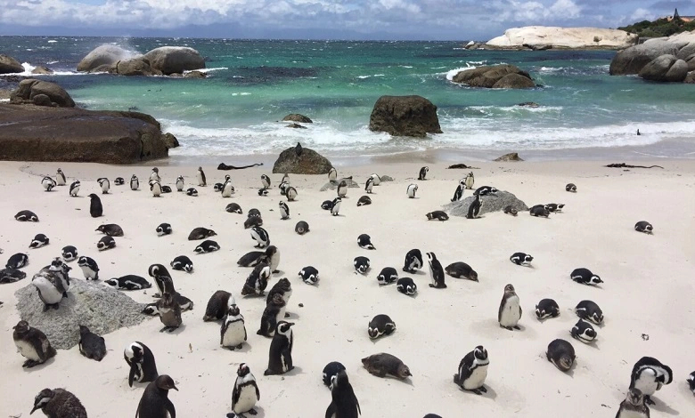 Boulders Beach Penguin Colony 