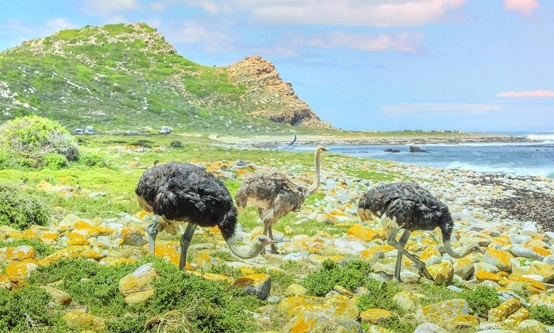 Cape of Good Hope Nature Reserve