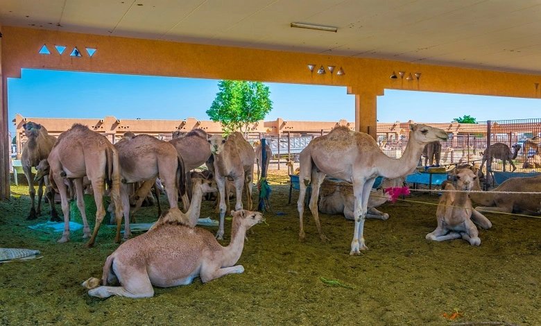 Al Ain Camel Market in Abu Dhabi