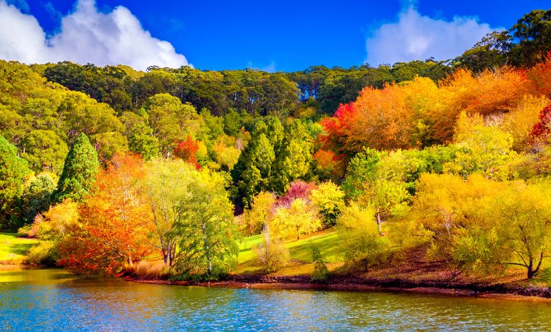 Colorful Australian autumn in Adelaide Hills