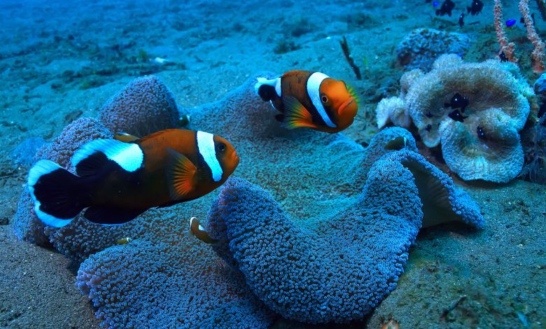 Marine Life in Adelaide