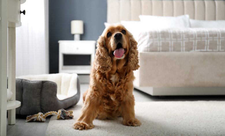 How to Find a Pet Friendly Apartment in Dubai