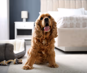 Pet Friendly Apartment in Dubai