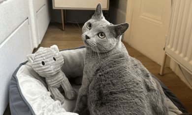 Pet Friendly service apartment in Kensington