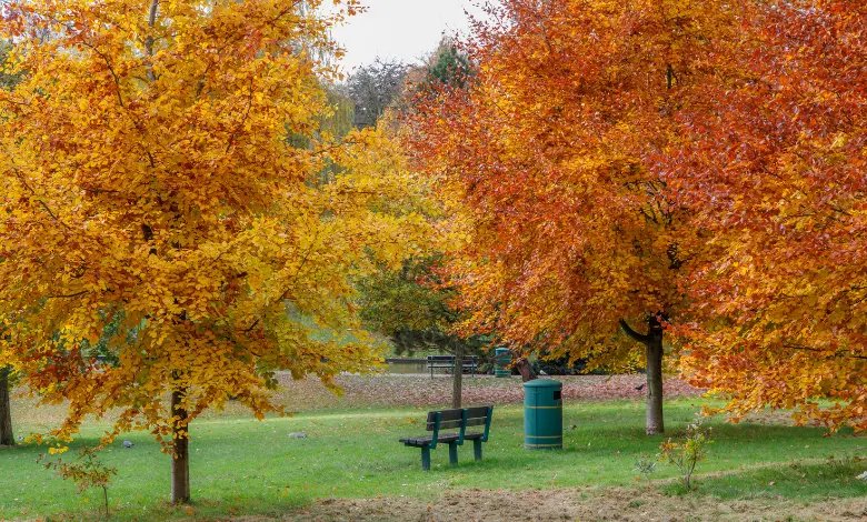 Autumn Color in Grove Park, Harborne, Birmingham