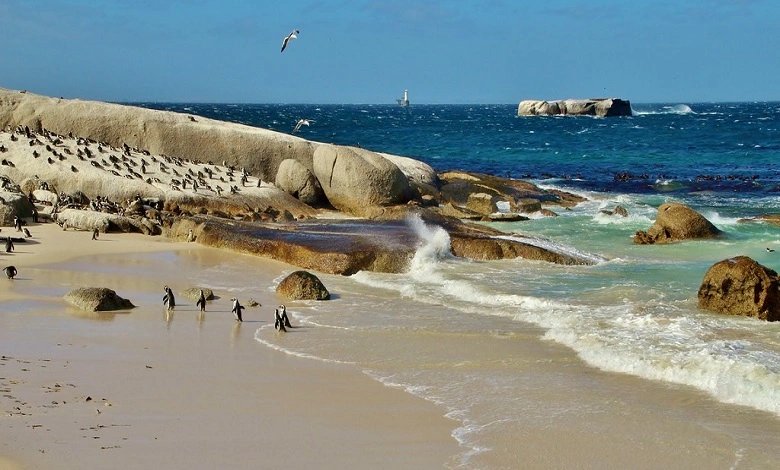 foxy beach cape town