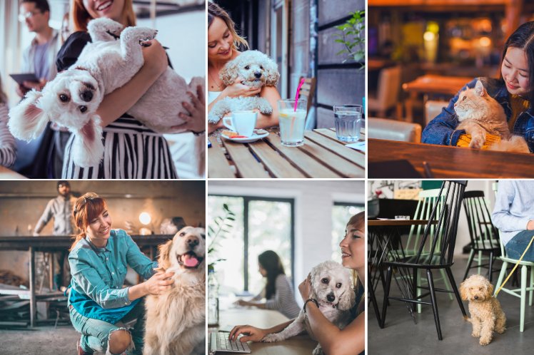 Pet friendly facilities