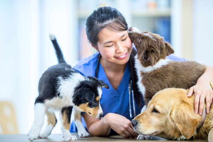 pet friendly singapore