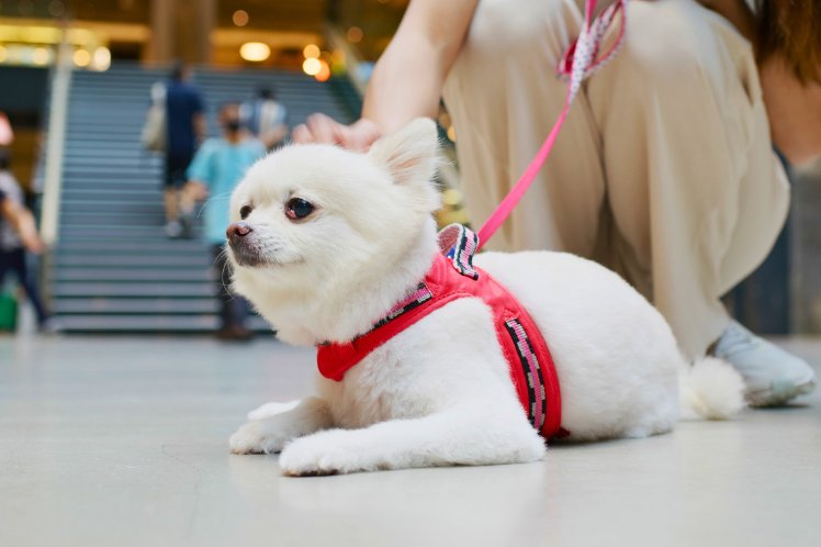 Pet-friendly Tokyo