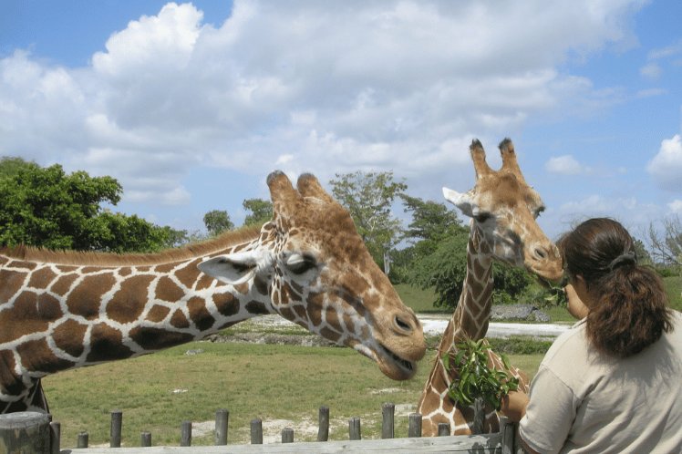 Hanwell Zoo