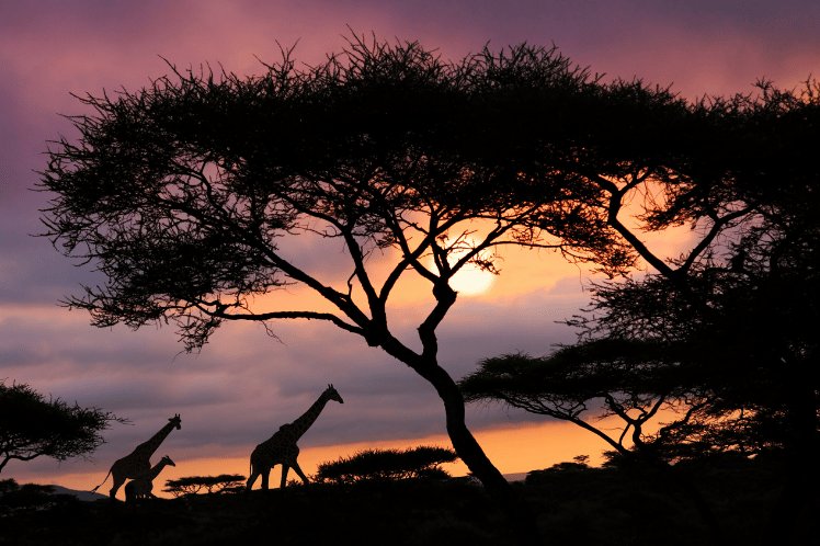 night safari