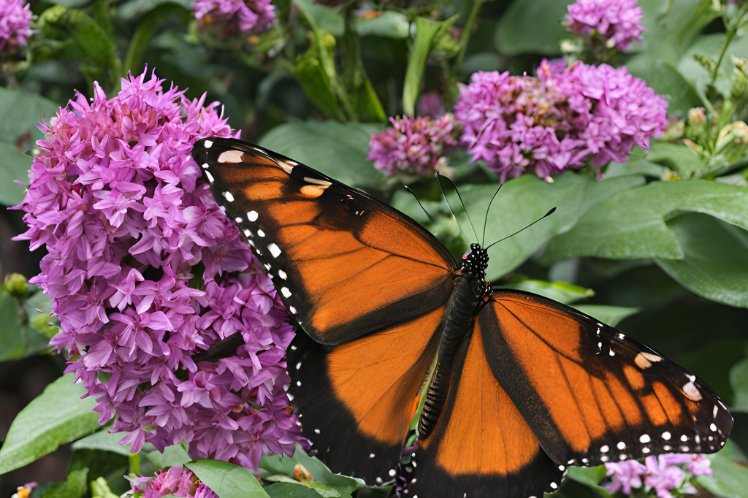 Visit the Stratford Butterfly Farm 