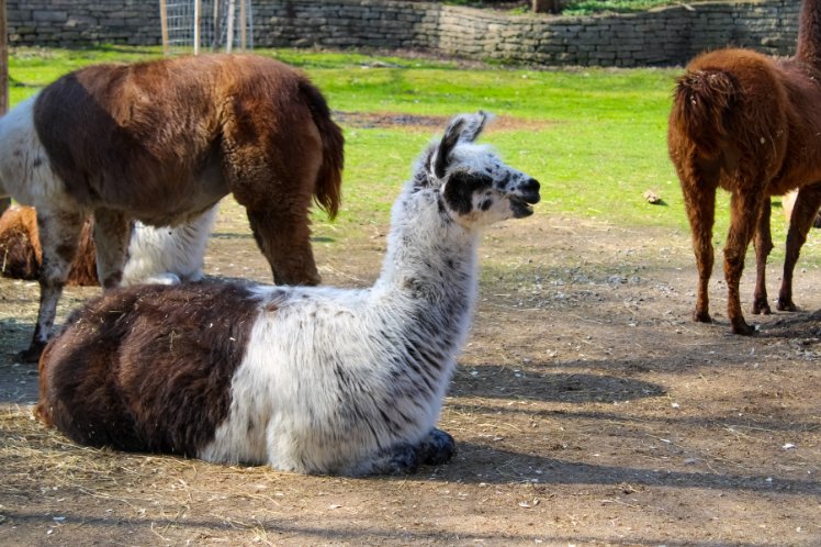 Toronto Zoo