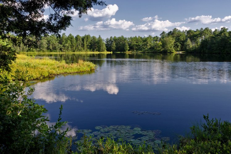 The Pine Barrens