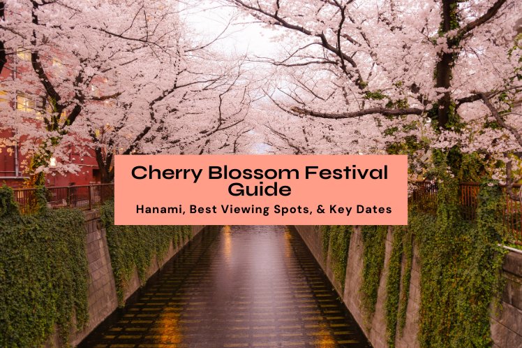 Japanese Cherry Blossom Season 2025