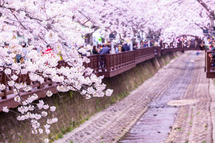 Tips for Cherry Blossom