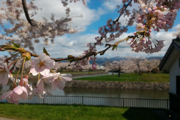 Cherry Blossom Hokkaido