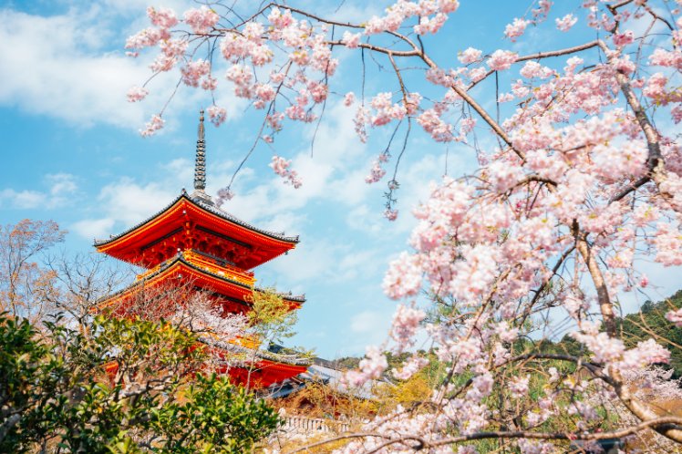 Cherry Blossom Kyoto