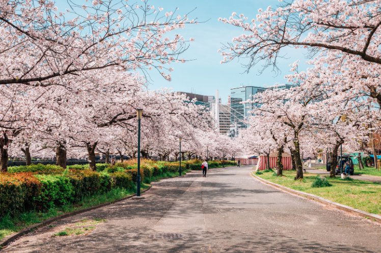 Cherry Blossom Osaka