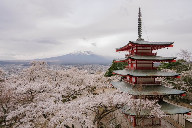 cherry blossom Tokyo