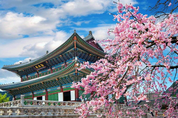 Cherry Blossom Yoshino