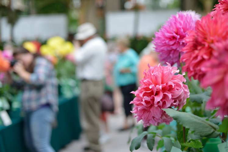 Chelsea Flower Show