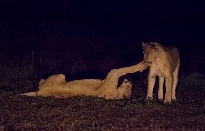  Night Safari at Singapore Zoo