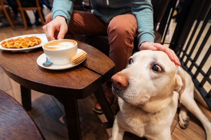 Dog friendly restaurants in Copenhagen