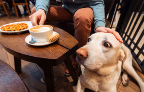 Top 8 Dog-Friendly Restaurants in Copenhagen