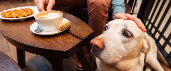 Dog friendly restaurants in Copenhagen