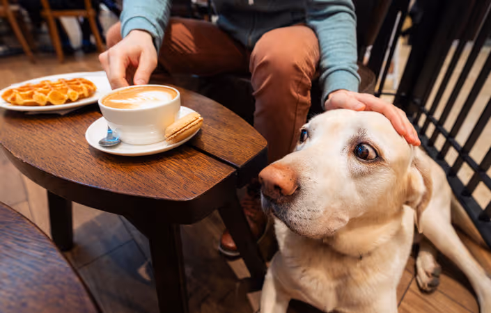 Top 8 Dog-Friendly Restaurants in Copenhagen