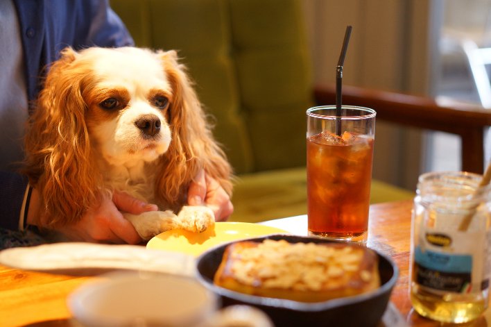 dog friendly restaurants in Birmingham